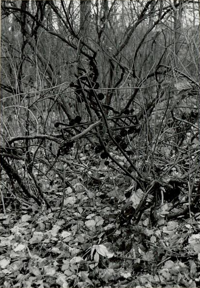 Niezachowany do czasów współczesnych krzyż kuty na cmentarzu ewangelickim północnym (cmentarz nr 3, stan z 1988 roku). Niezachowany do czasów współczesnych krzyż kuty na cmentarzu ewangelickim północnym (cmentarz nr 3, stan z 1988 roku).