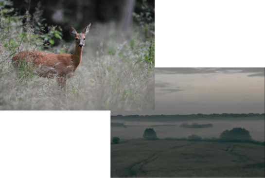 kolaz przyroda kolaz przyroda